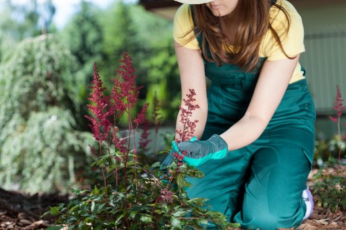 Outdoor garden care and planting services in Kidbrooke