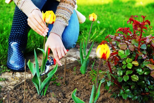 Regular hedge care in Kidbrooke improving privacy and curb appeal