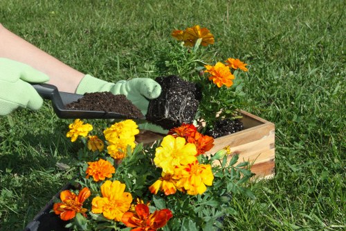 Professional lawn care and pruning in Kidbrooke