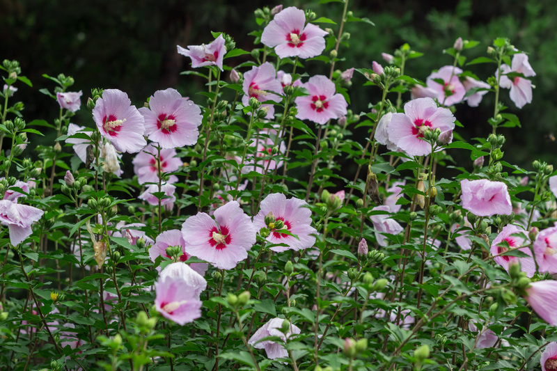 garden property